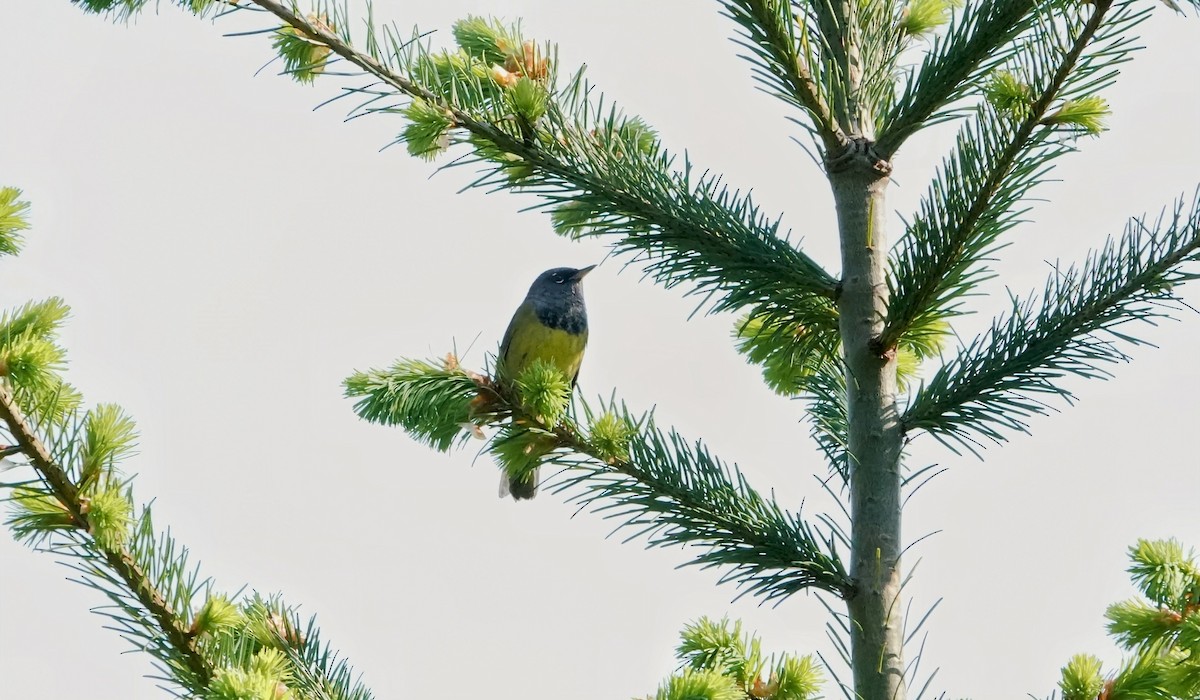 MacGillivray's Warbler - ML574384551