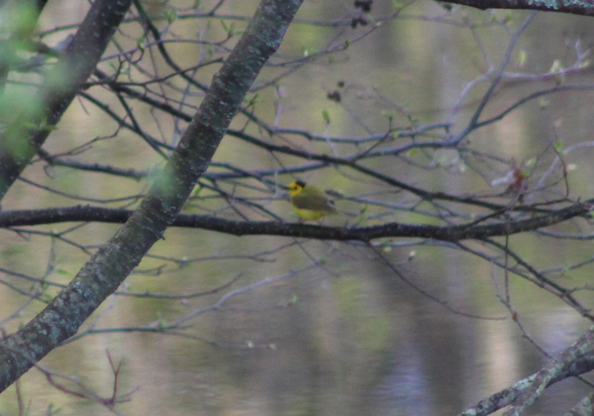 Hooded Warbler - ML57438491