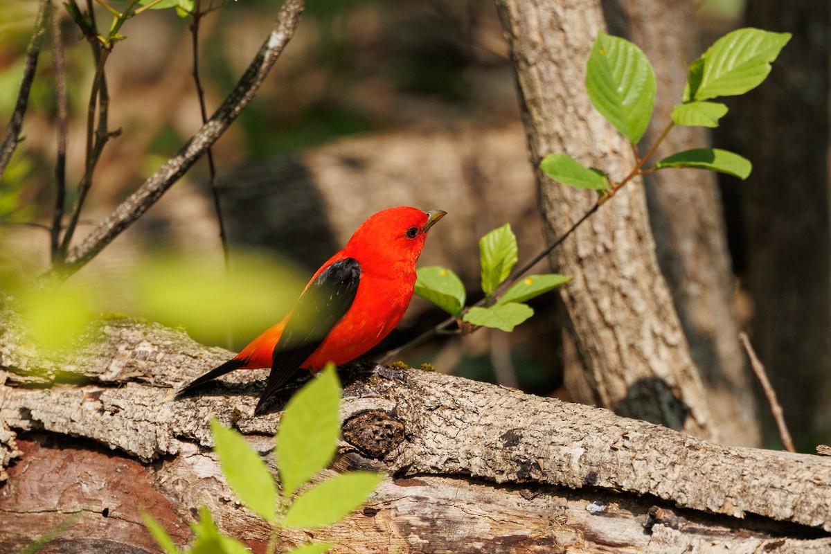 Scarlet Tanager - ML574384951