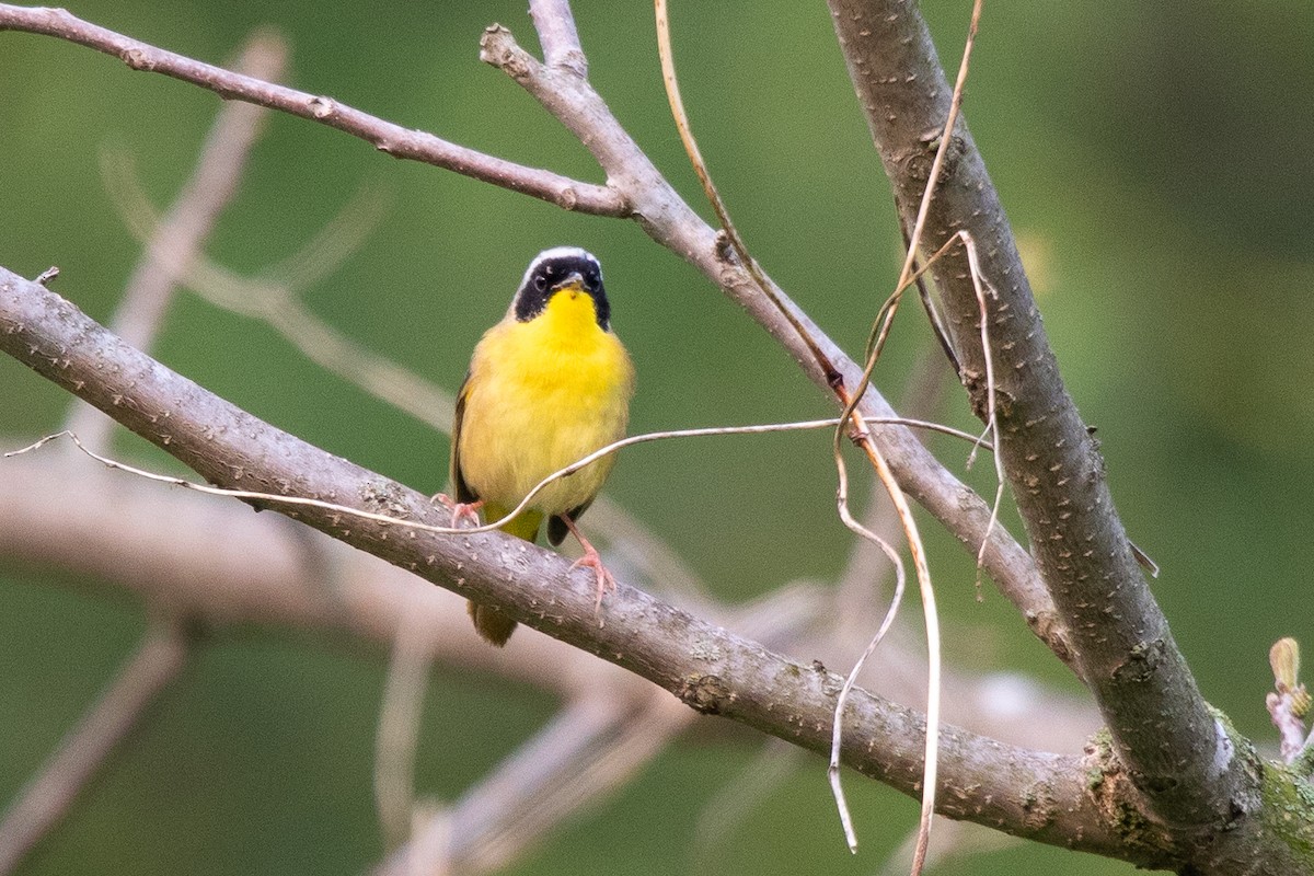 Common Yellowthroat - ML574384961