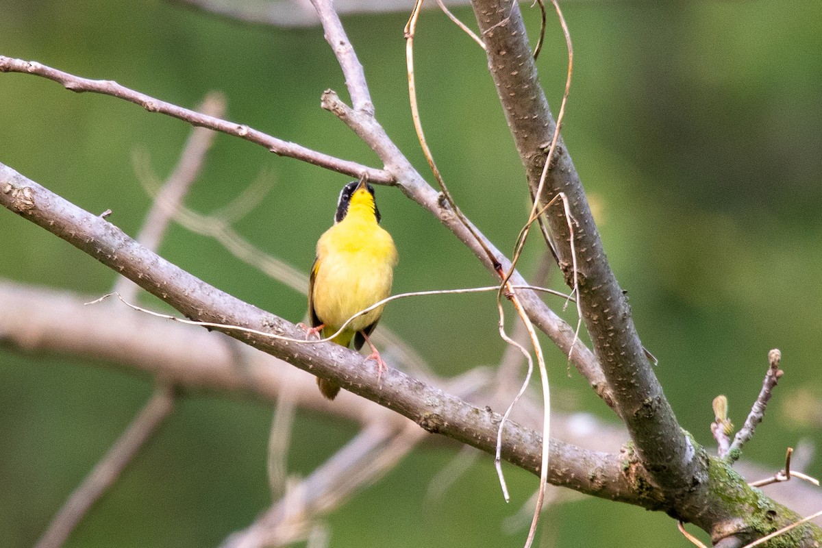 Common Yellowthroat - ML574384971