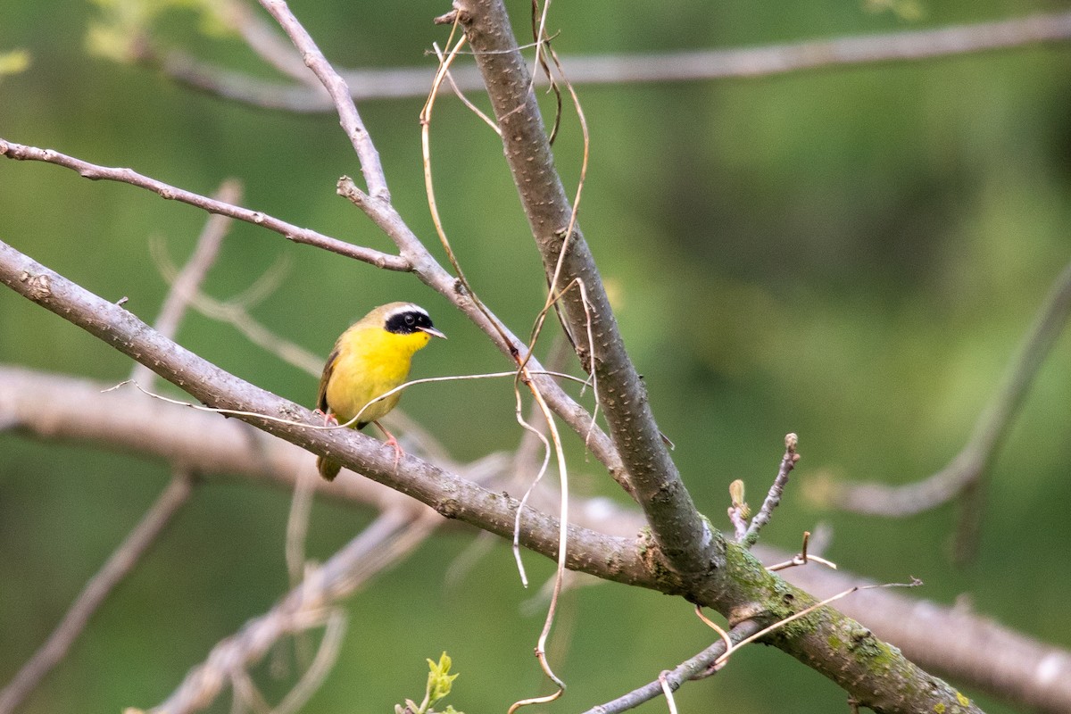 Common Yellowthroat - ML574384981