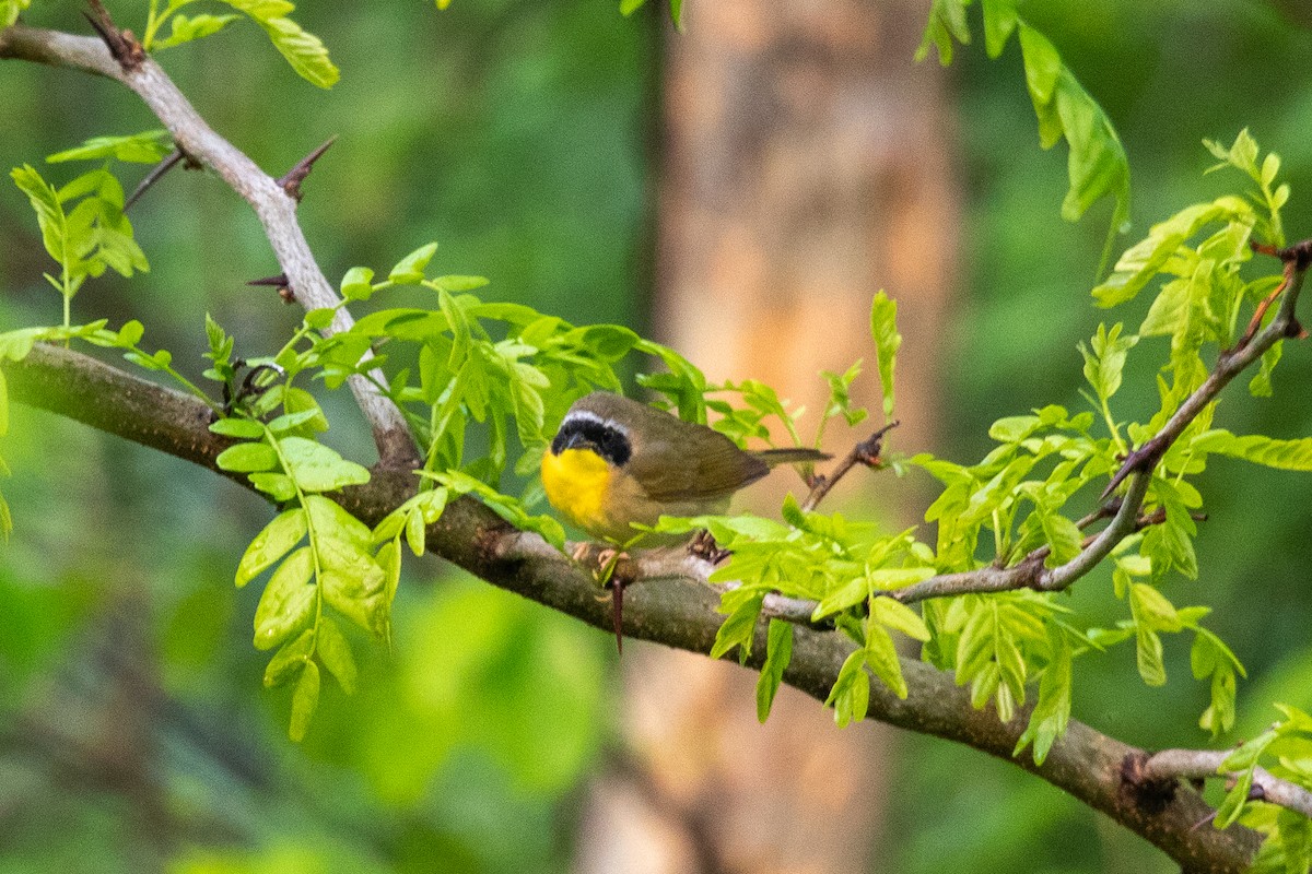 Common Yellowthroat - ML574384991