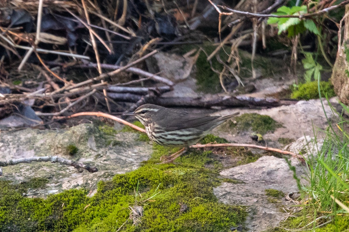 Northern Waterthrush - ML574385031