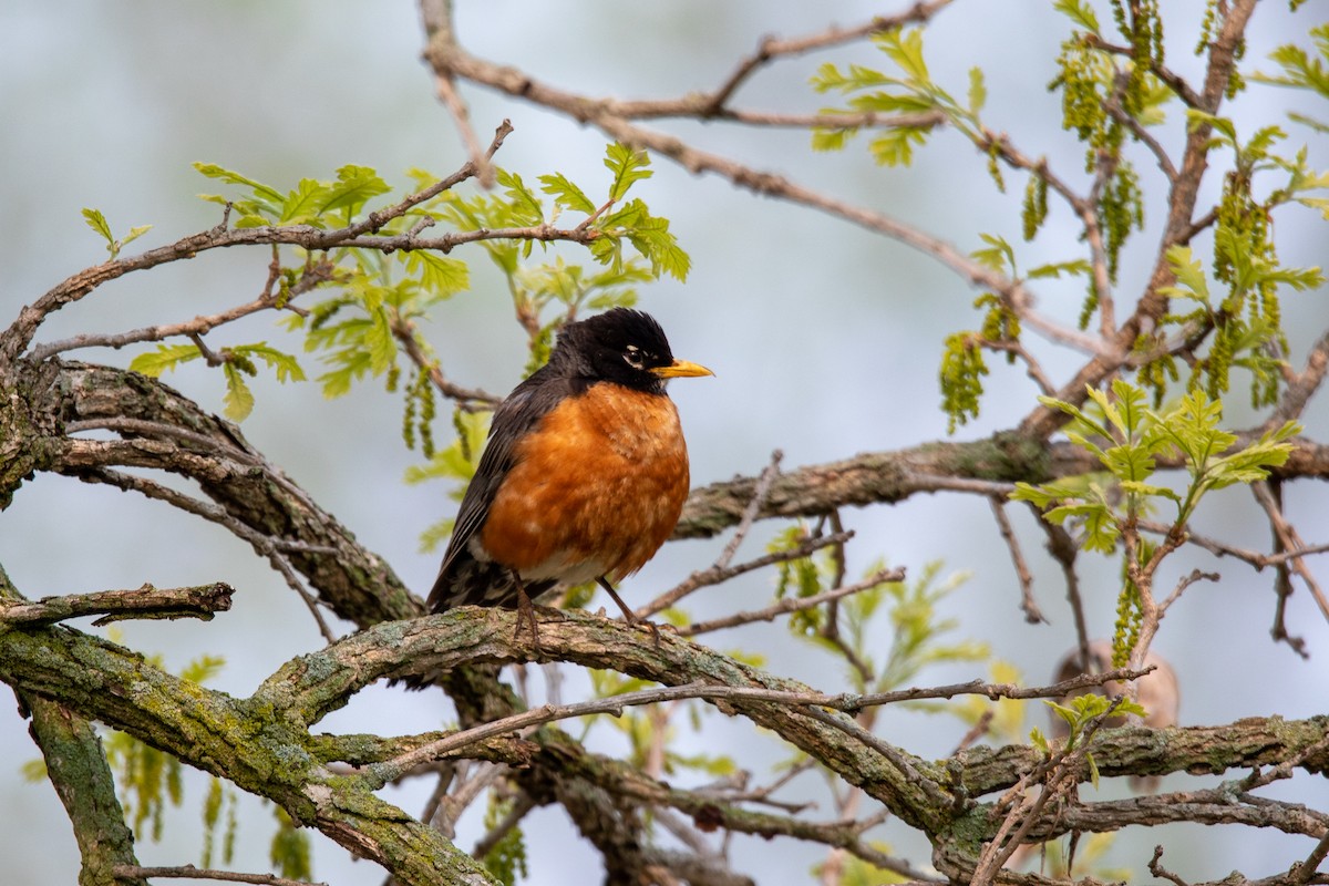 American Robin - ML574385141