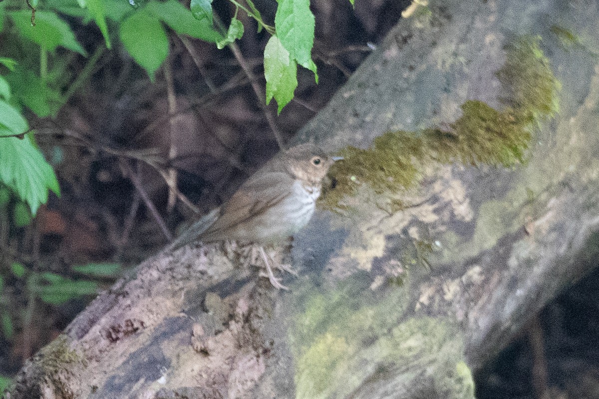 Swainson's Thrush - ML574385251