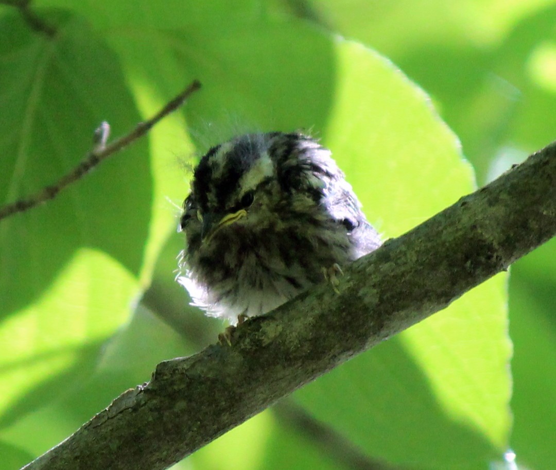 Black-and-white Warbler - ML57438531
