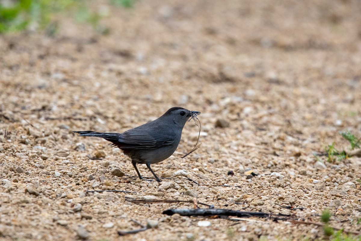 ימימן אמריקני - ML574385341