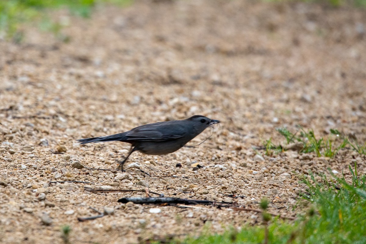 Gray Catbird - ML574385351