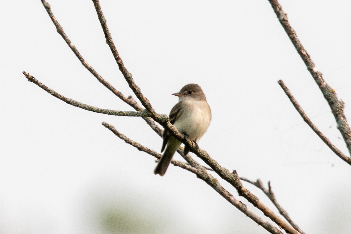 Willow Flycatcher - ML574385501