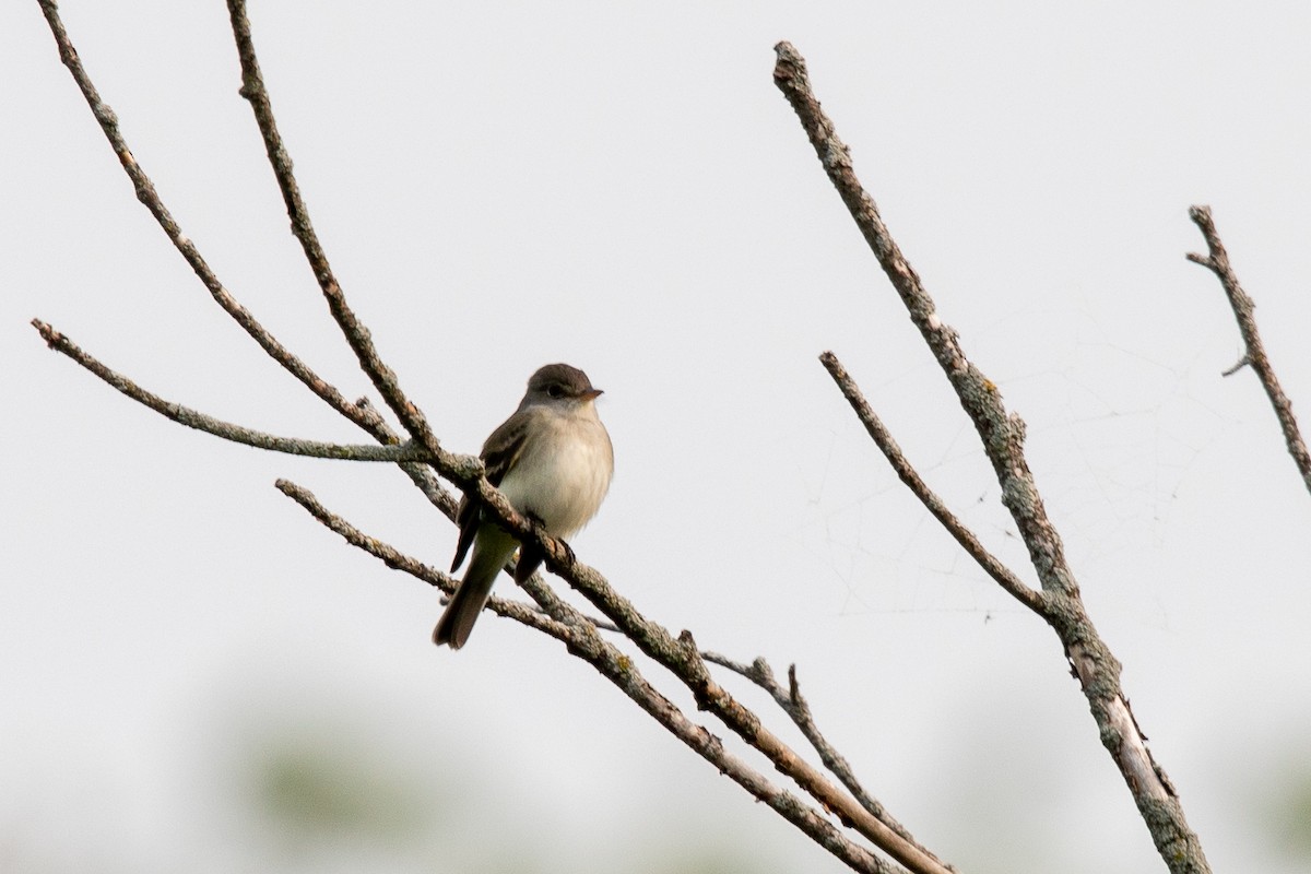 Willow Flycatcher - Emerson Harman