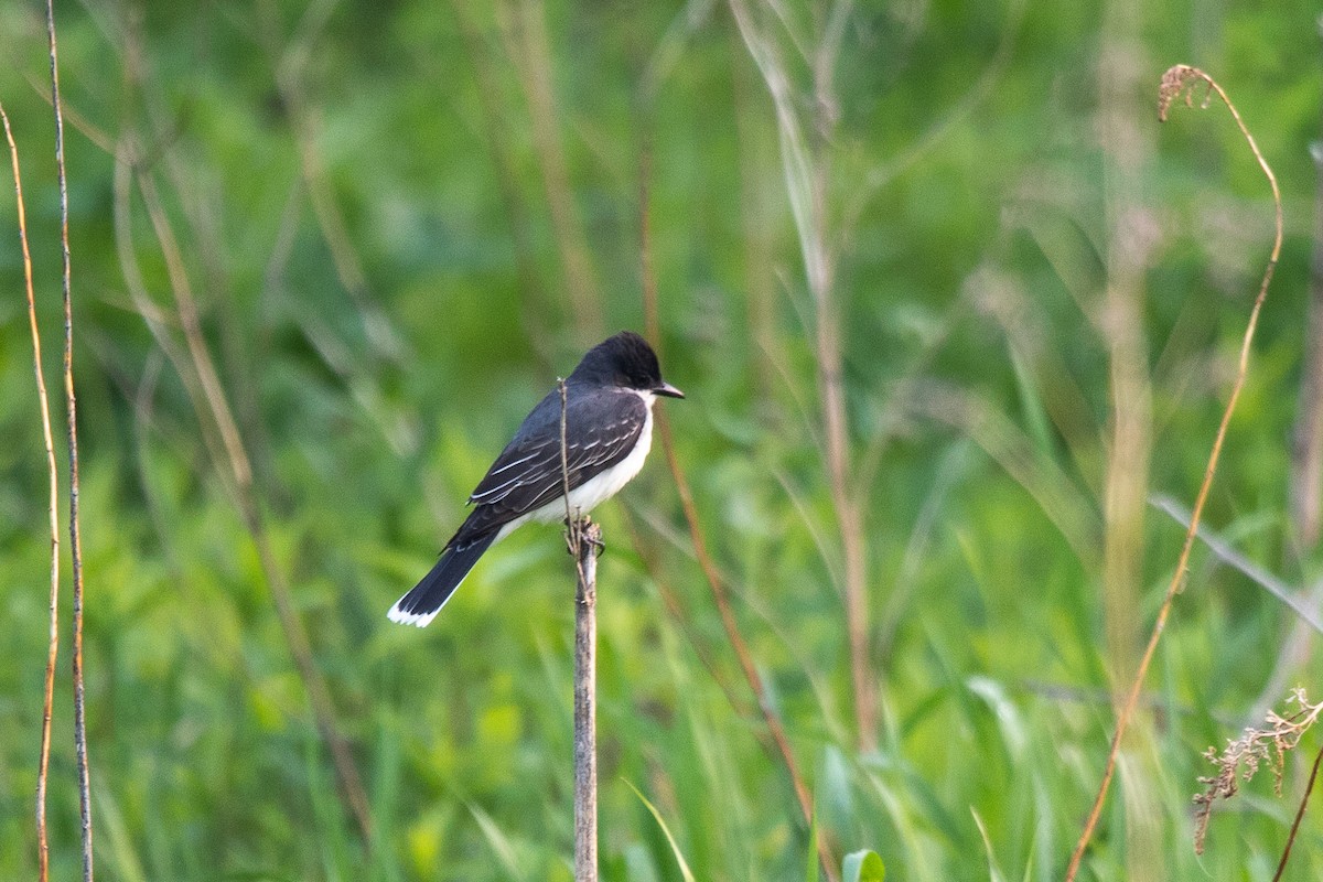 Eastern Kingbird - ML574385611