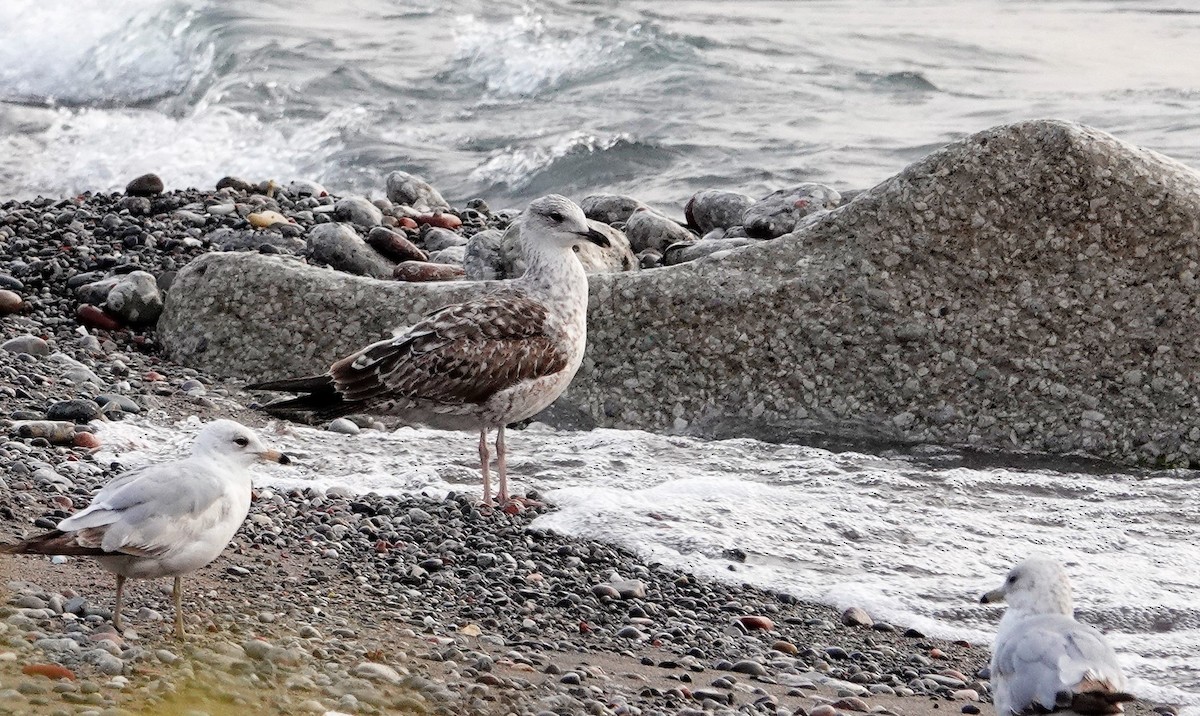 Lesser Black-backed Gull - ML574385831