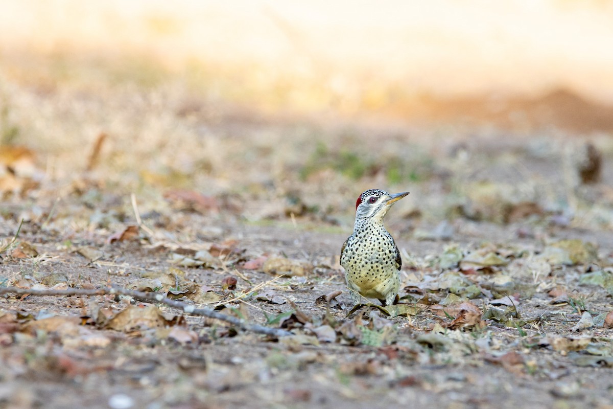 Reichenow's Woodpecker - Damian Newmarch