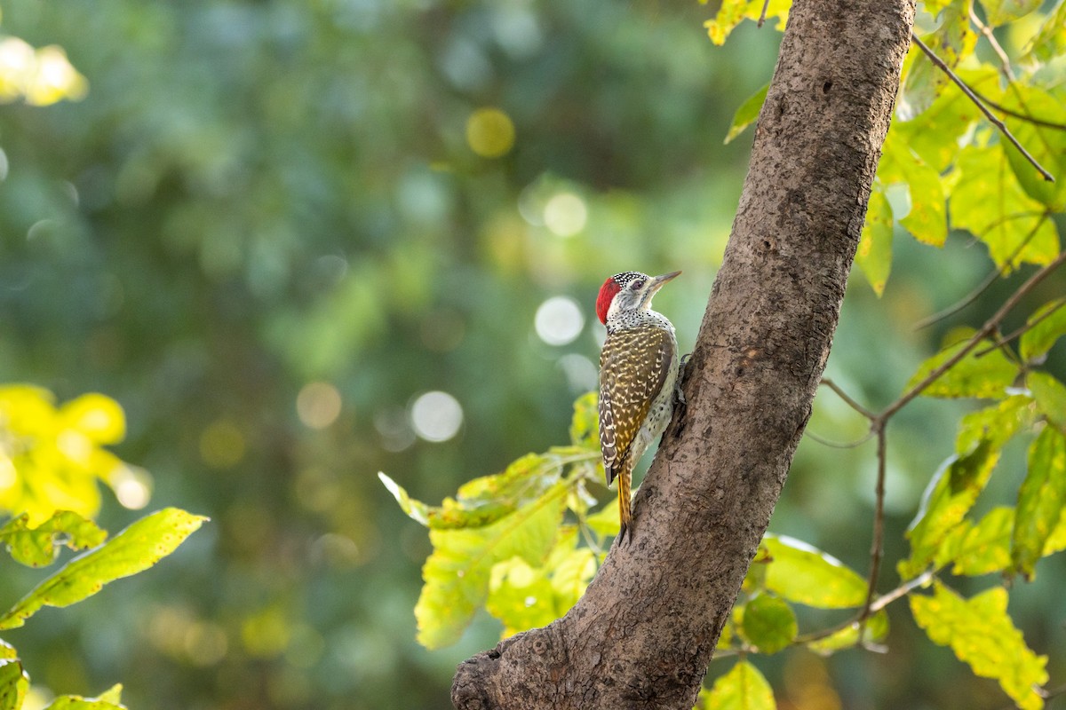 Reichenow's Woodpecker - Damian Newmarch