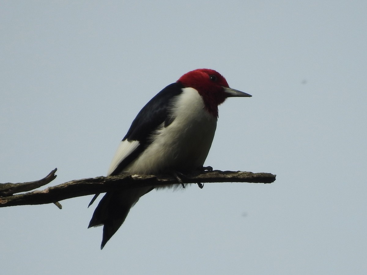 Red-headed Woodpecker - Mike Ferguson