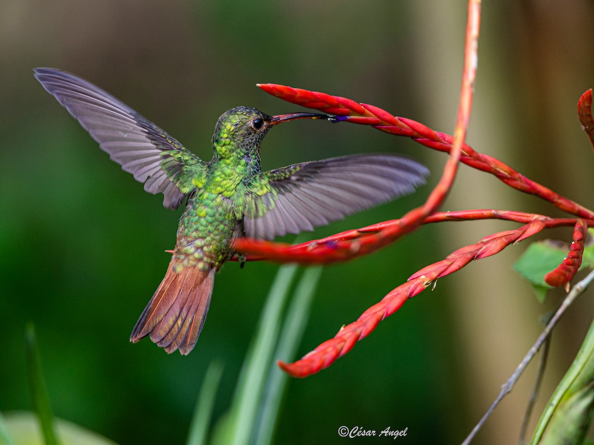 Rufous-tailed Hummingbird - ML574387011
