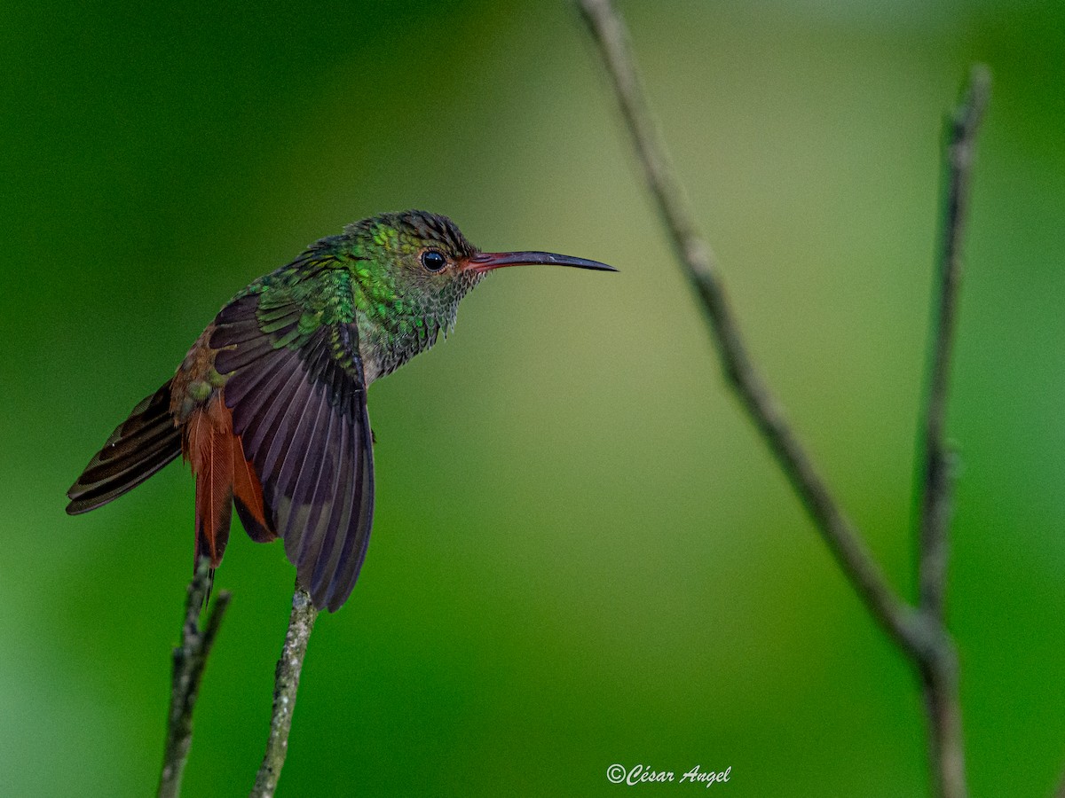 Rufous-tailed Hummingbird - ML574387021