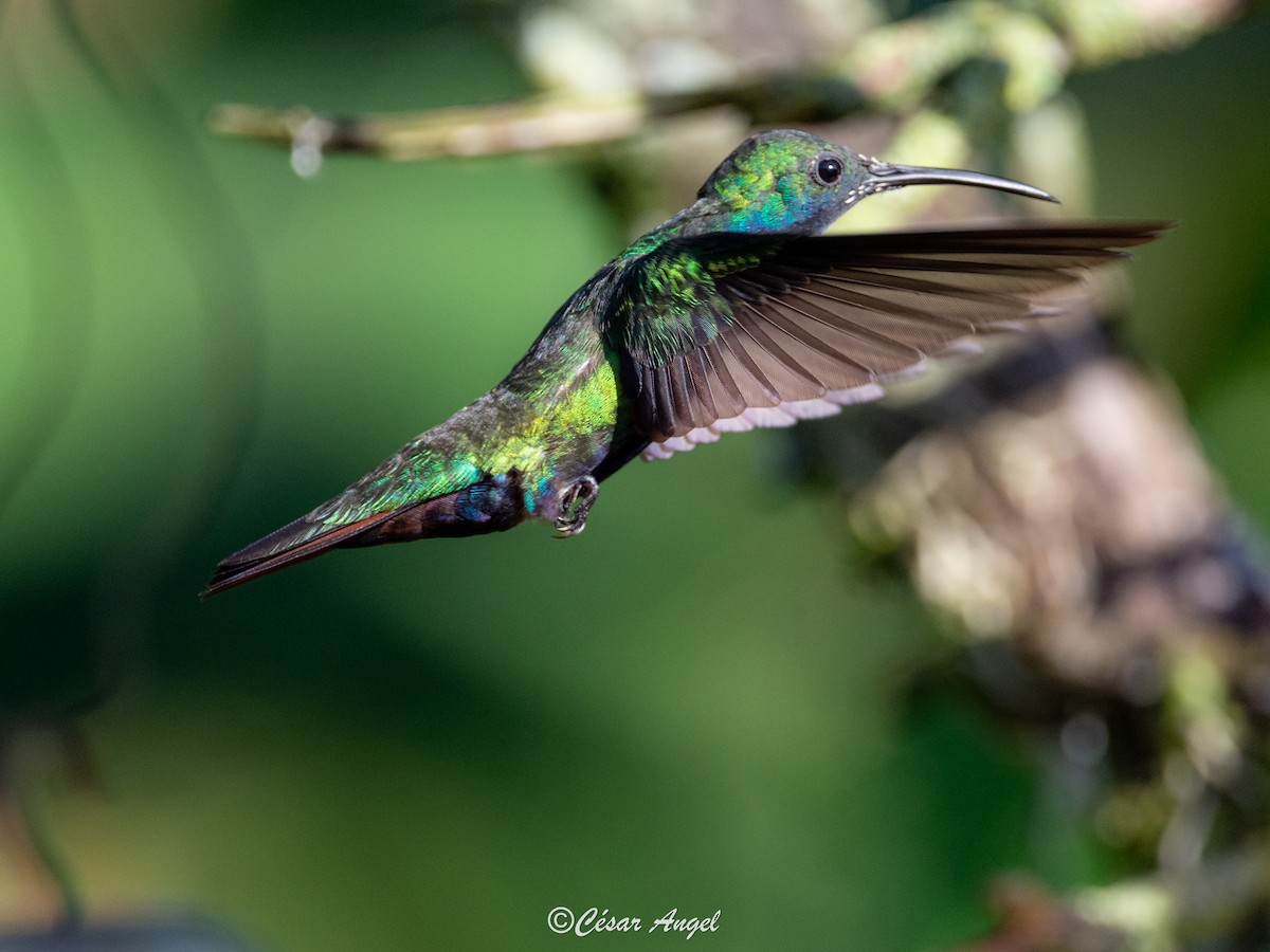 Black-throated Mango - ML574387191