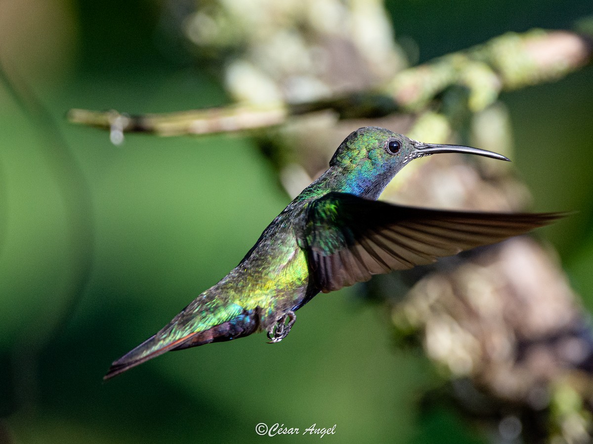 kolibřík tropický - ML574387201