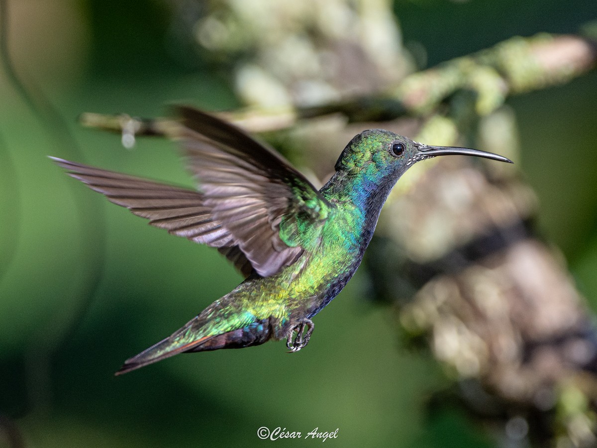 kolibřík tropický - ML574387211