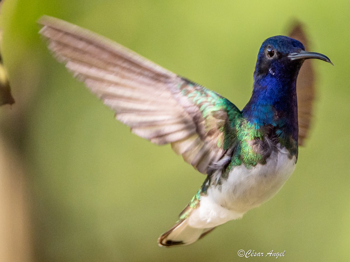 White-necked Jacobin - ML574387361