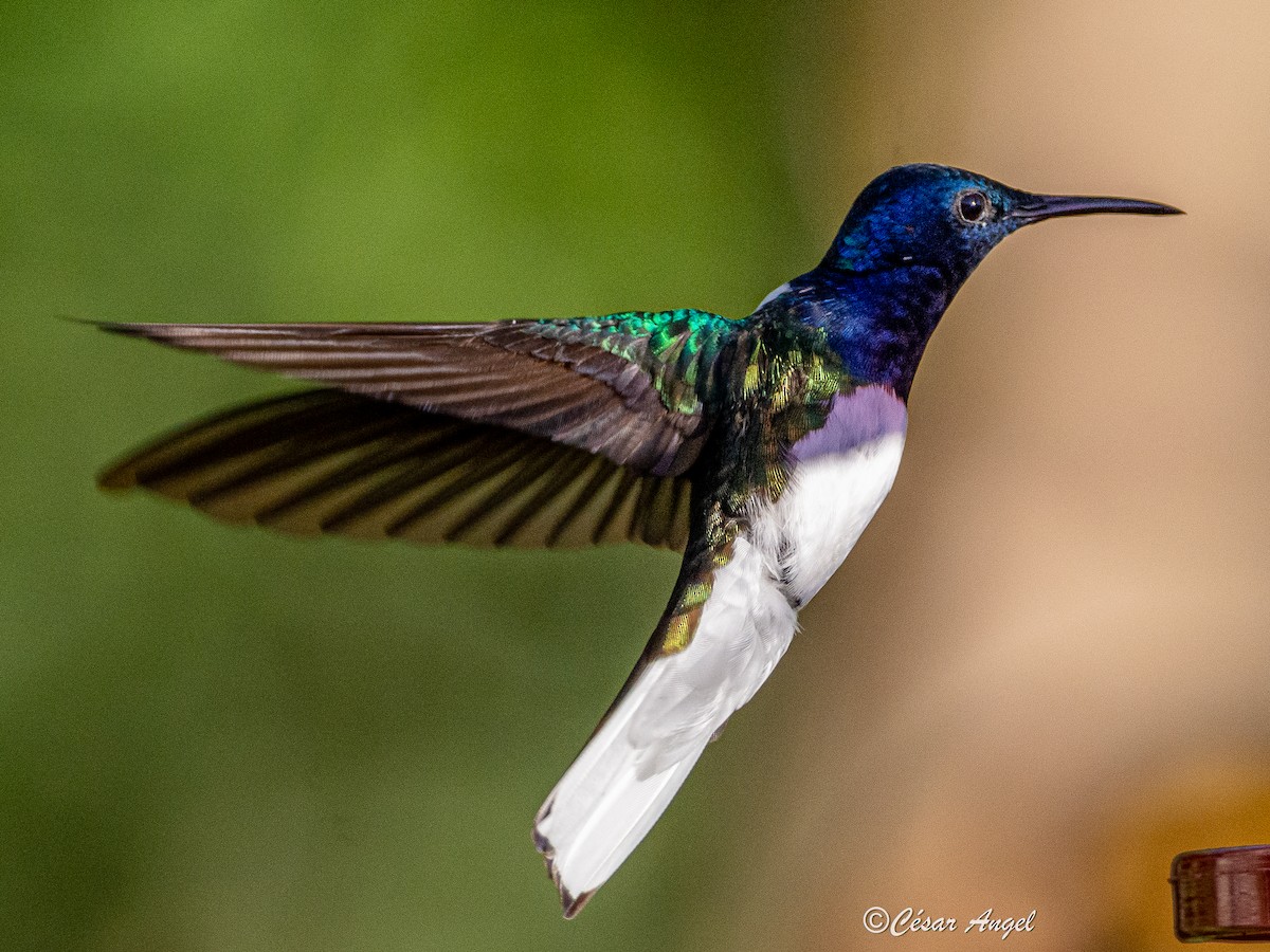 White-necked Jacobin - ML574387371