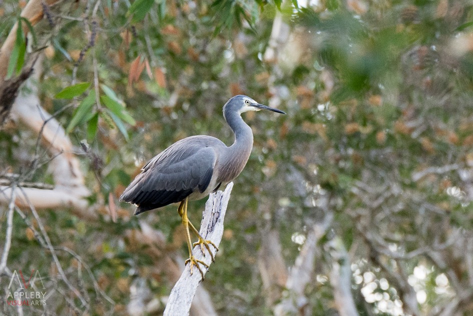 White-faced Heron - ML57438741