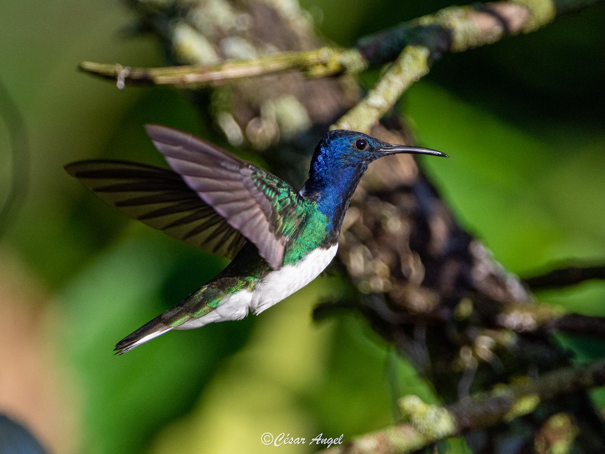 White-necked Jacobin - ML574387471