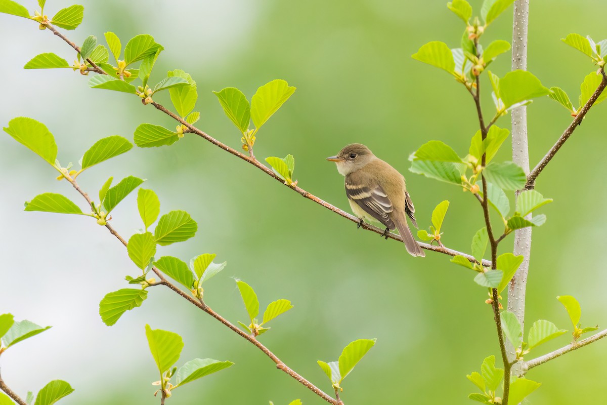 Willow Flycatcher - ML574387611