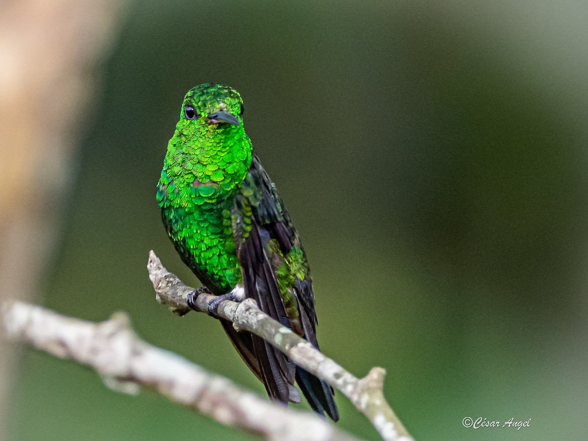 Steely-vented Hummingbird - ML574387661