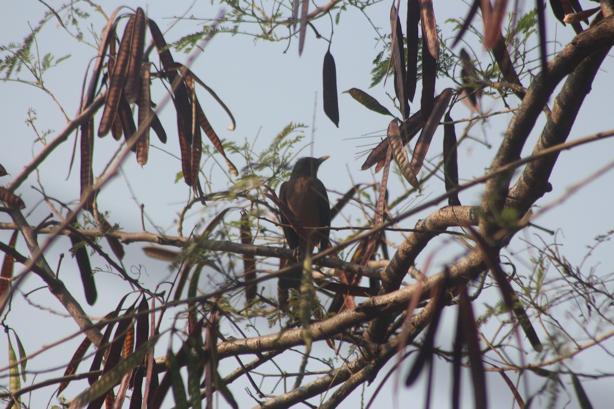 Clay-colored Thrush - ML574388861