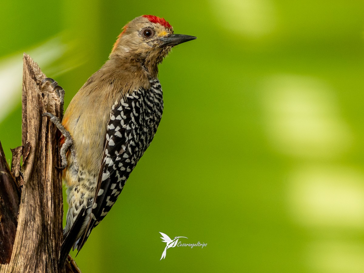 Red-crowned Woodpecker - ML574389631