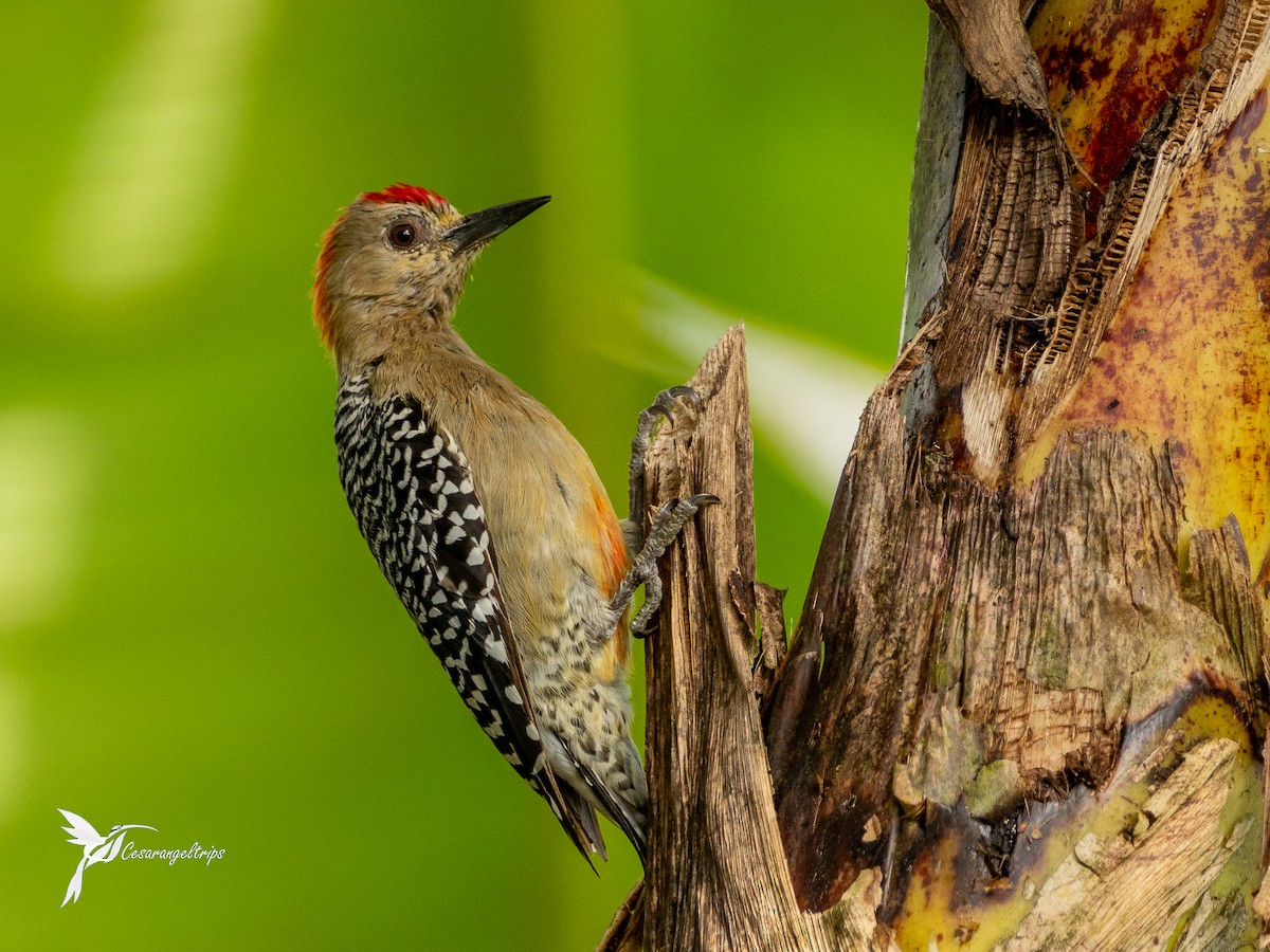 Red-crowned Woodpecker - Cesar Angel
