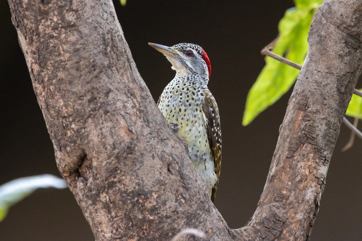 Reichenow's Woodpecker - Damian Newmarch