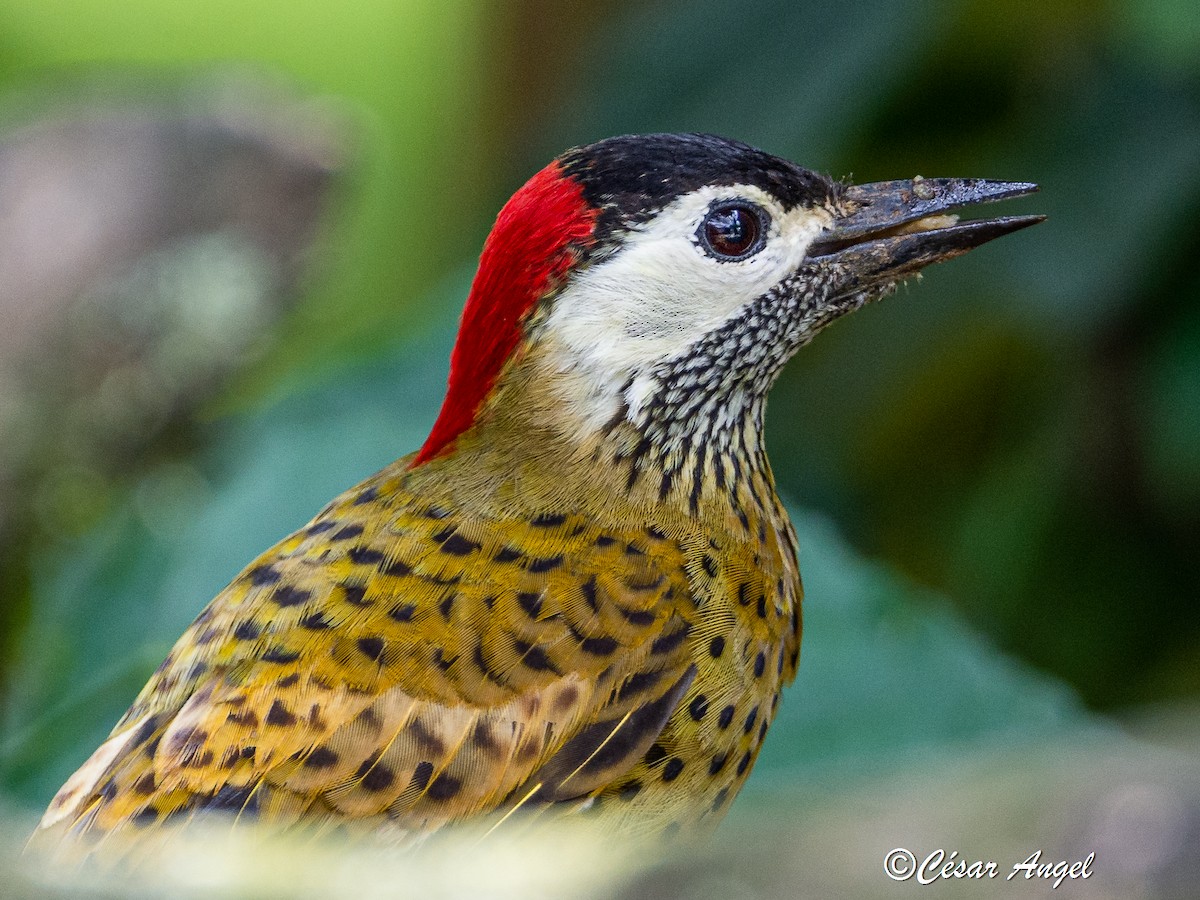 Spot-breasted Woodpecker - ML574389781