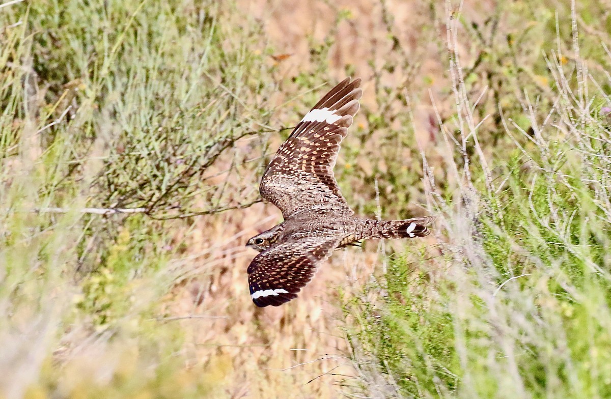 Lesser Nighthawk - ML574389841