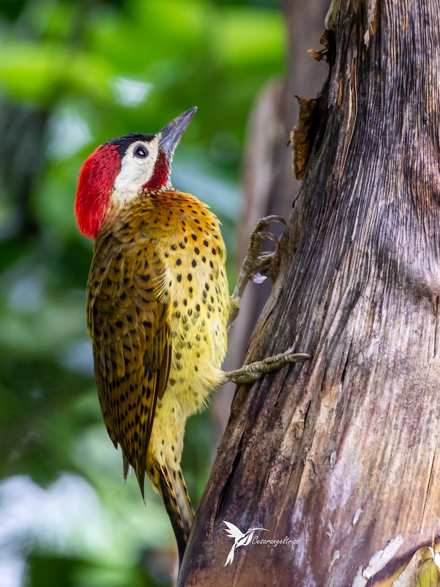 Spot-breasted Woodpecker - Cesar Angel