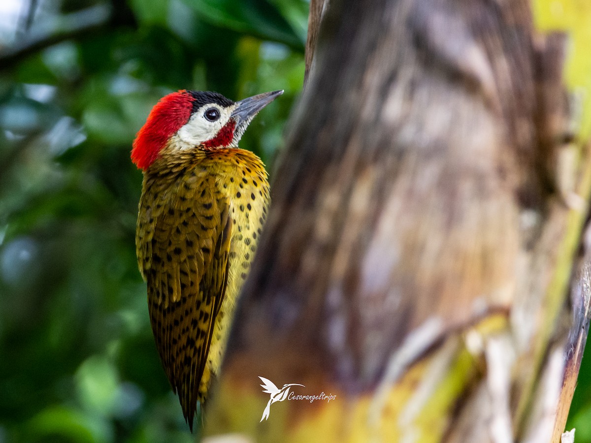 Spot-breasted Woodpecker - ML574390061