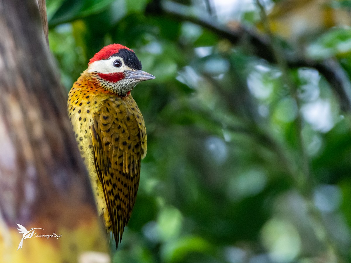 Spot-breasted Woodpecker - ML574390071