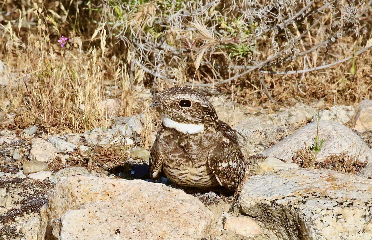 Lesser Nighthawk - ML574390081