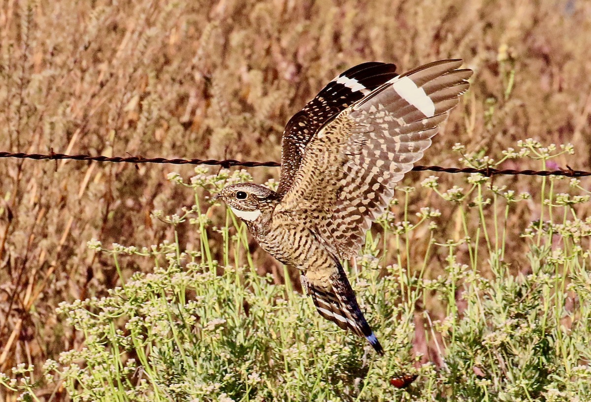 Lesser Nighthawk - ML574390301