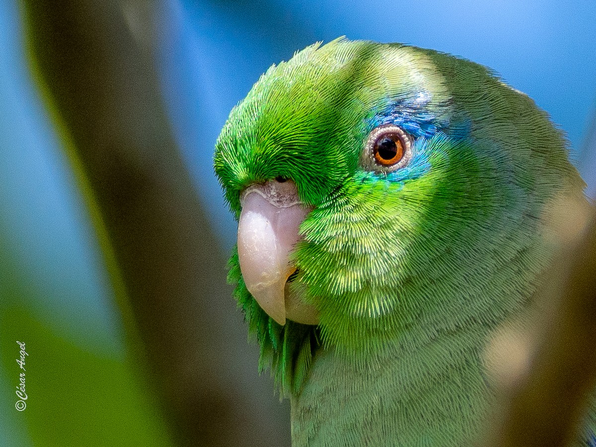 Spectacled Parrotlet - ML574390421