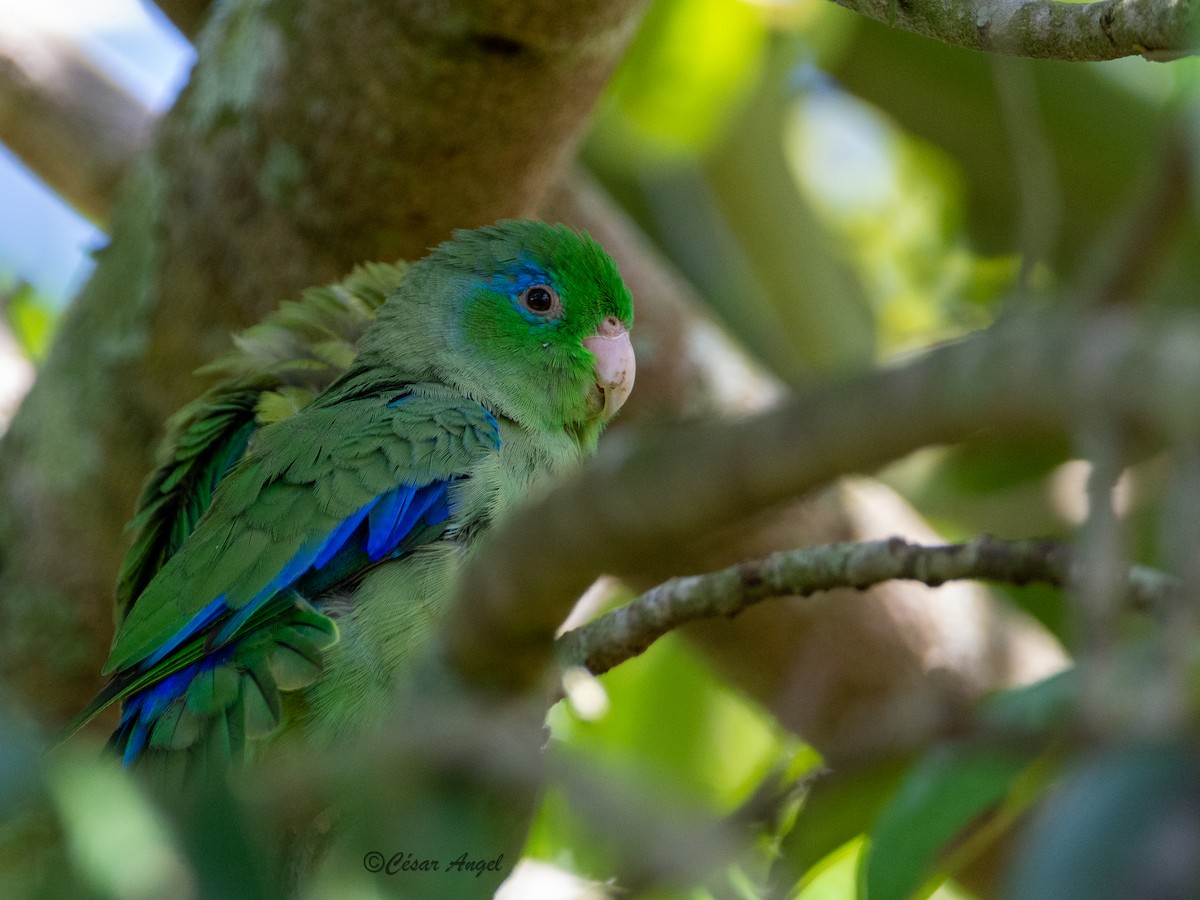 Spectacled Parrotlet - ML574390461