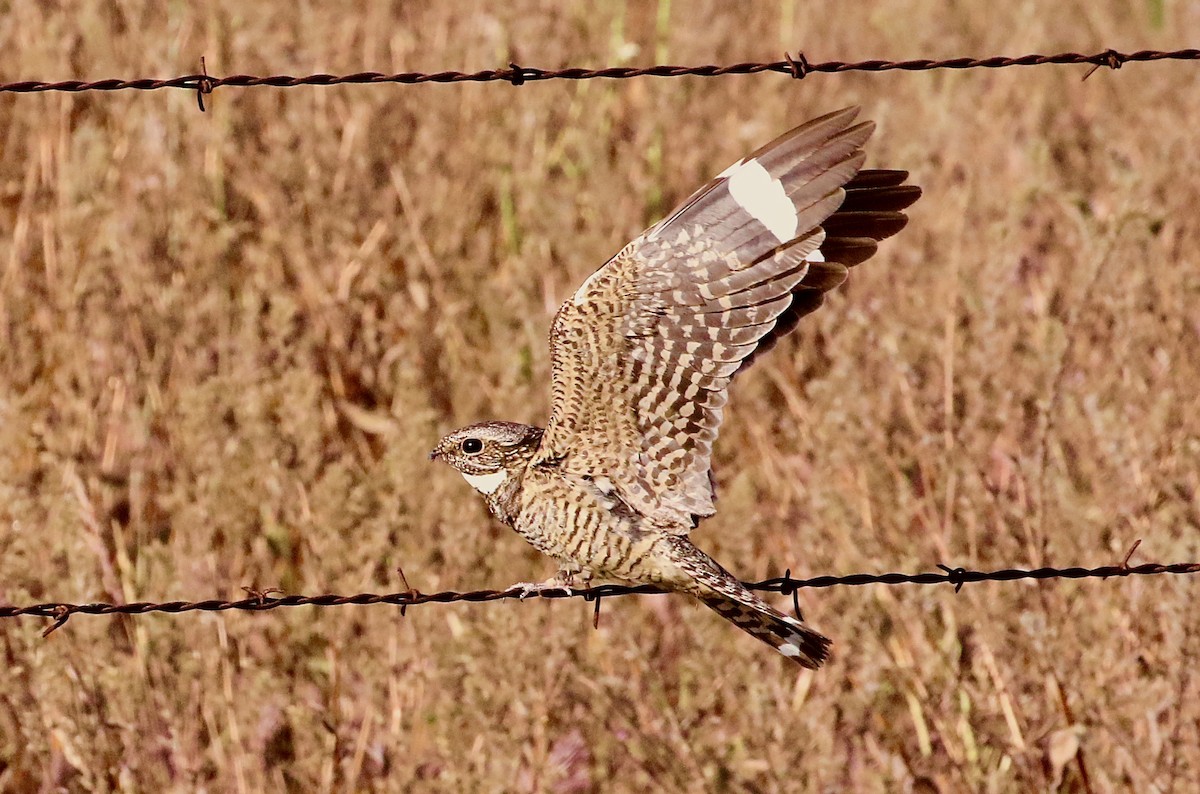 Lesser Nighthawk - ML574391221