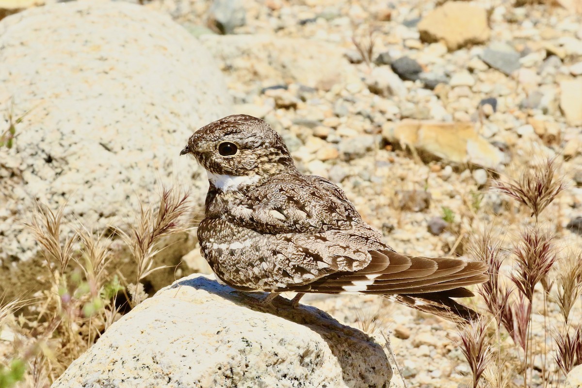 Lesser Nighthawk - ML574391341