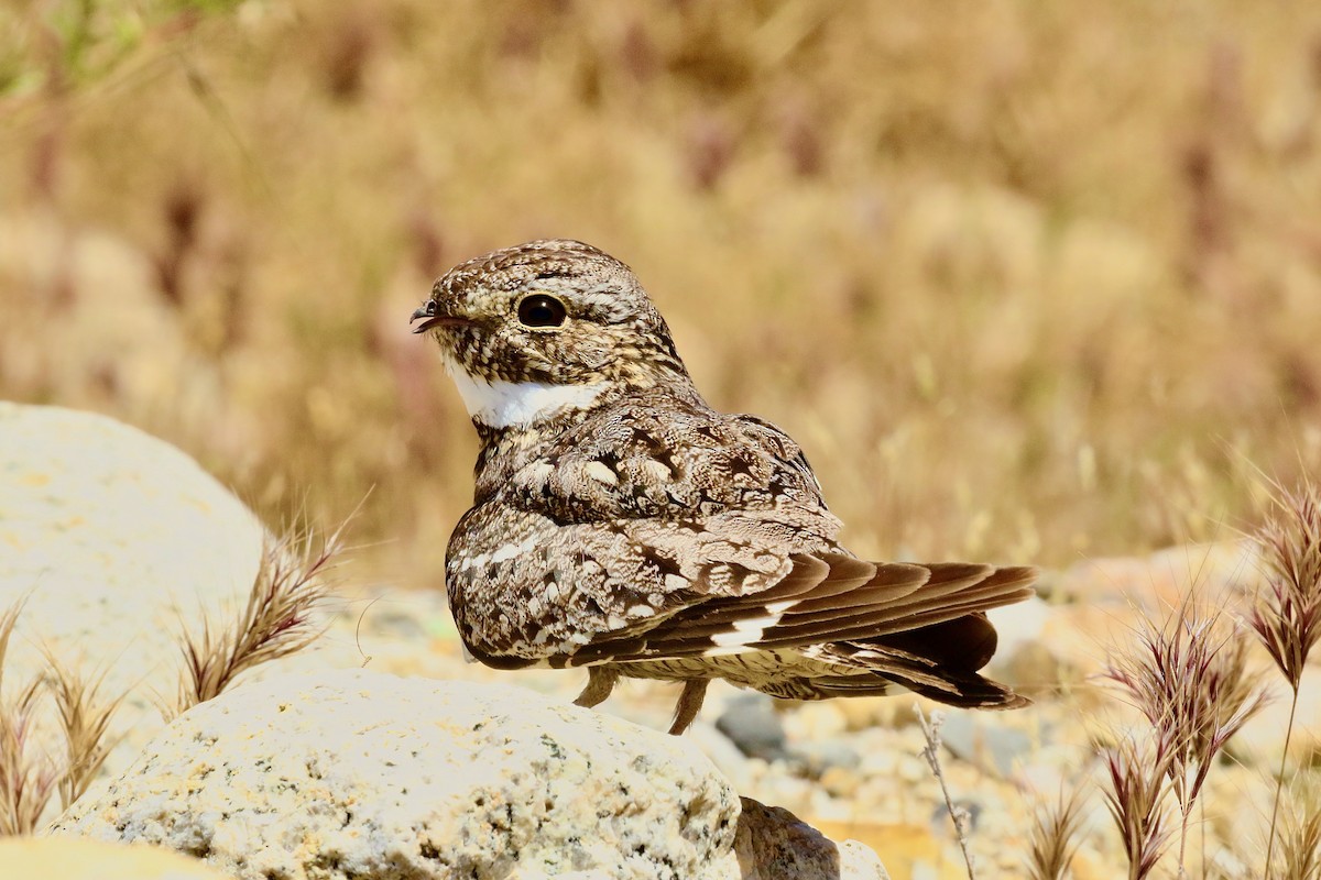 Lesser Nighthawk - ML574391911