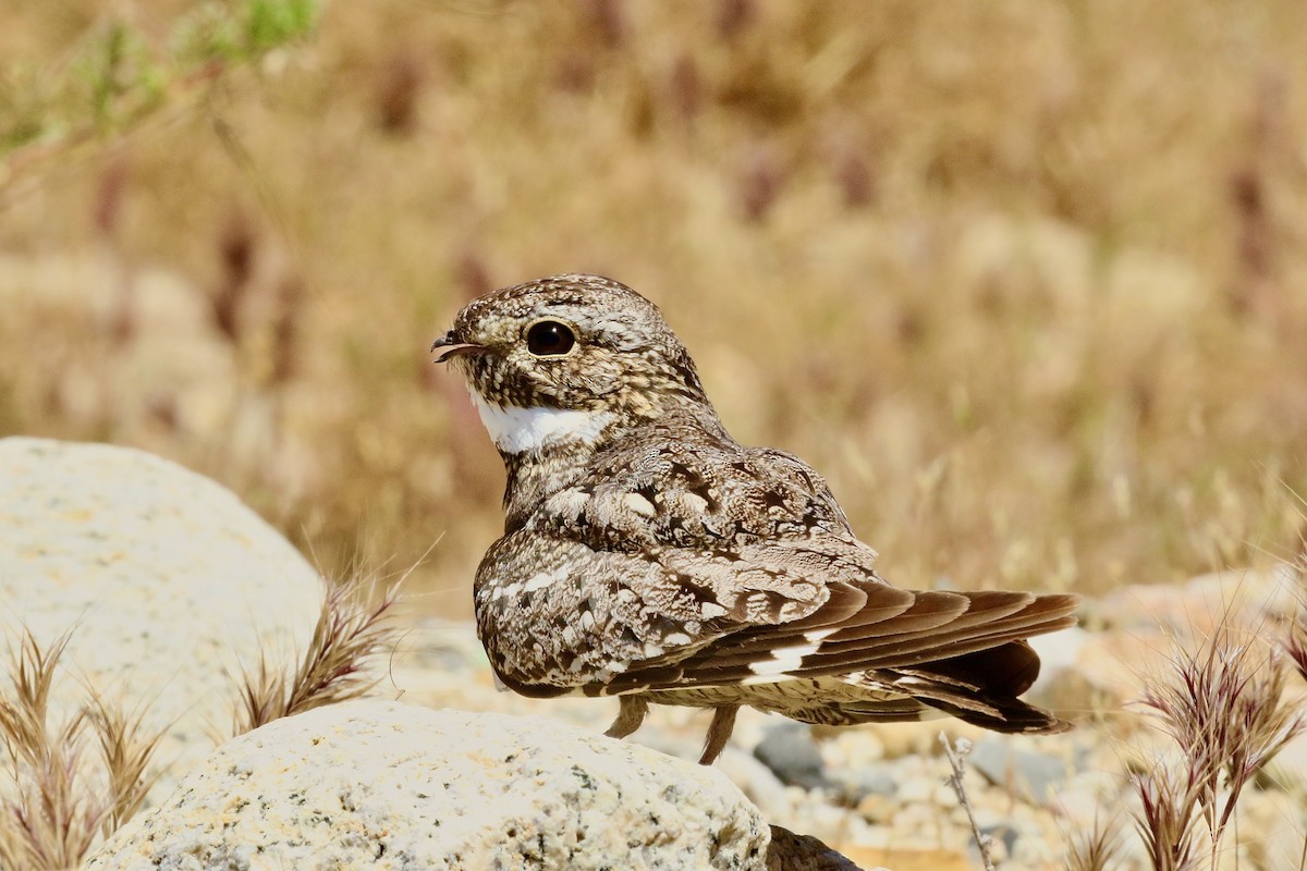 Lesser Nighthawk - ML574392121