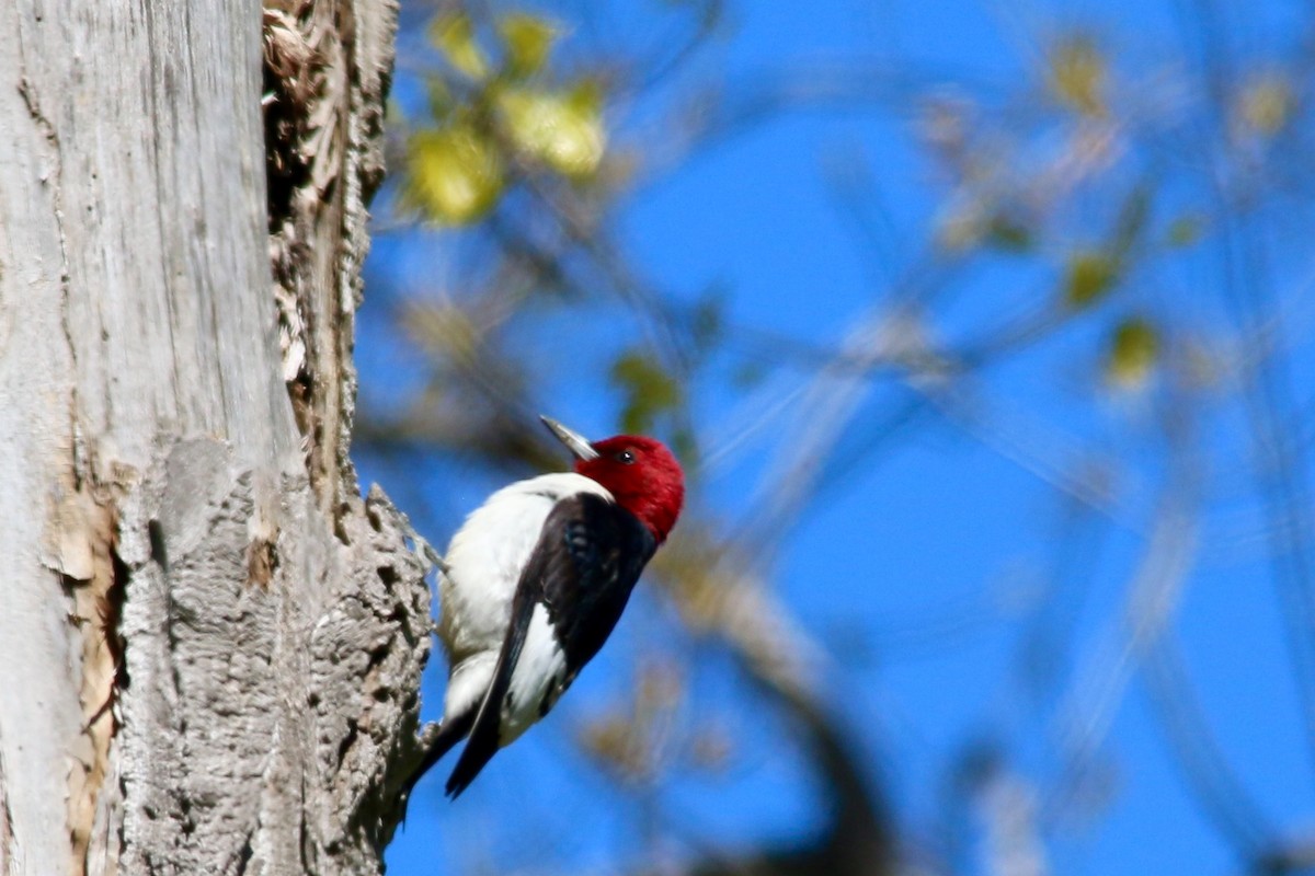 Red-headed Woodpecker - Gustino Lanese