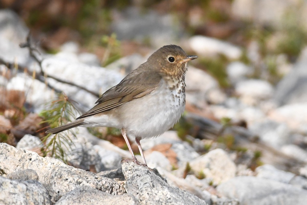 Swainson's Thrush - ML574394201